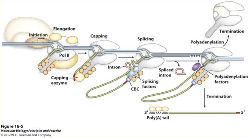 Interactions of RNAP-II with Capping enzyme, splicing and CPSF