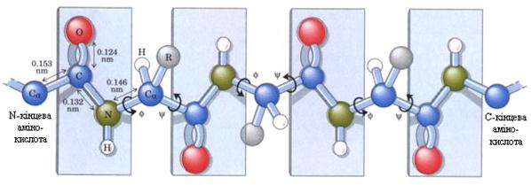 一条链中的四个氨基酸。请注意由 N、Ca、Cb 原子组成的主链和由 R 基团组成的侧链。